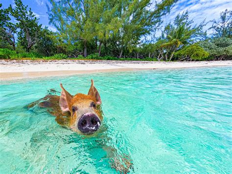 swimming pigs pearl island|Swimming with Pigs and More: Unique Pearl Island。